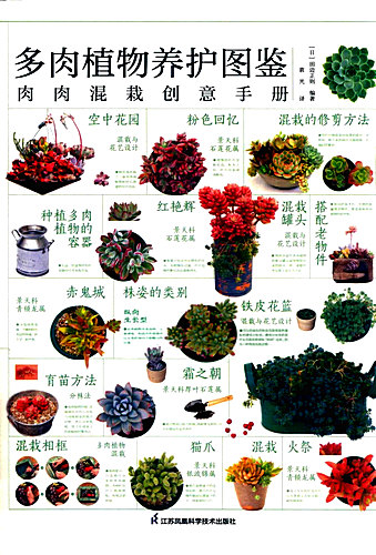 Succulent-Plants-Maintenance-Guide