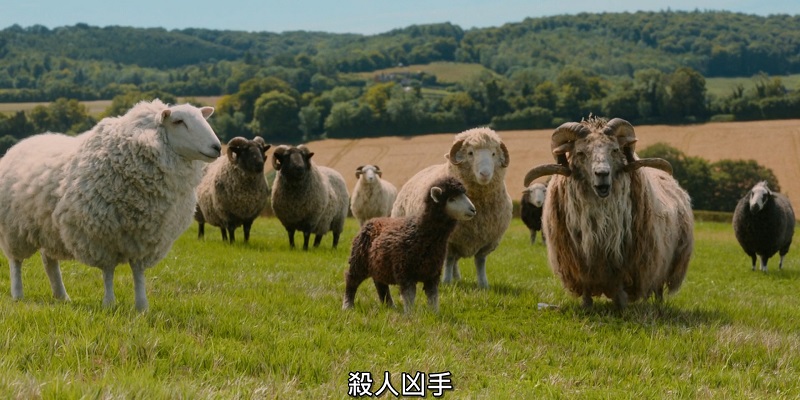 2026-05-08-(美)-綿羊偵探團05.jpg